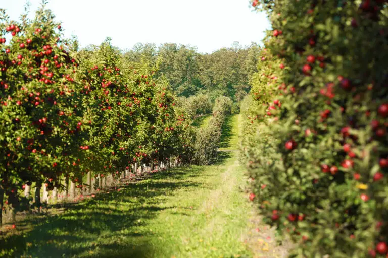 apples