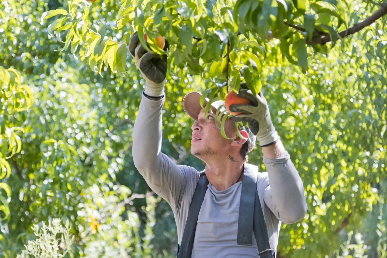 picking-1
