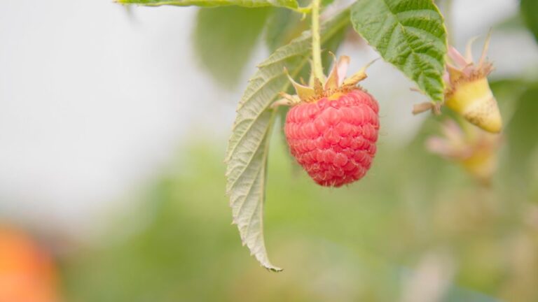 ABCgrower Berry Farm Case Study
