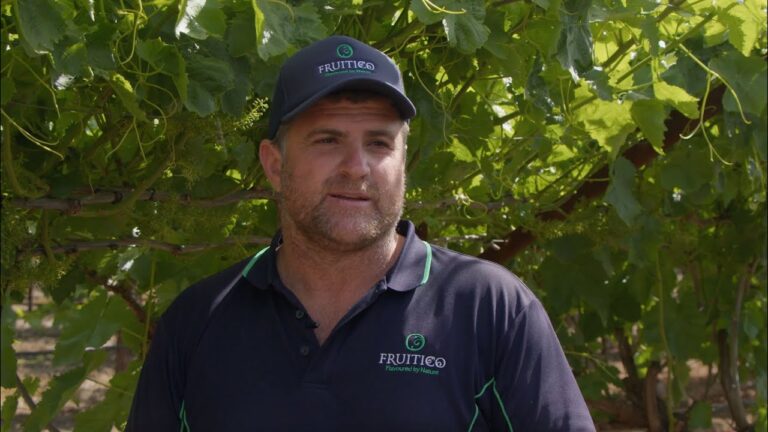 Grape grower Fruitico uses ABCspray and ABCgrow
