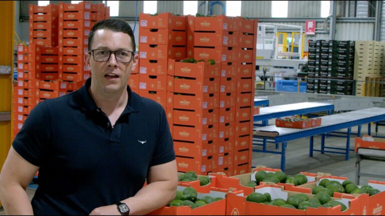 The Avocado Collective
