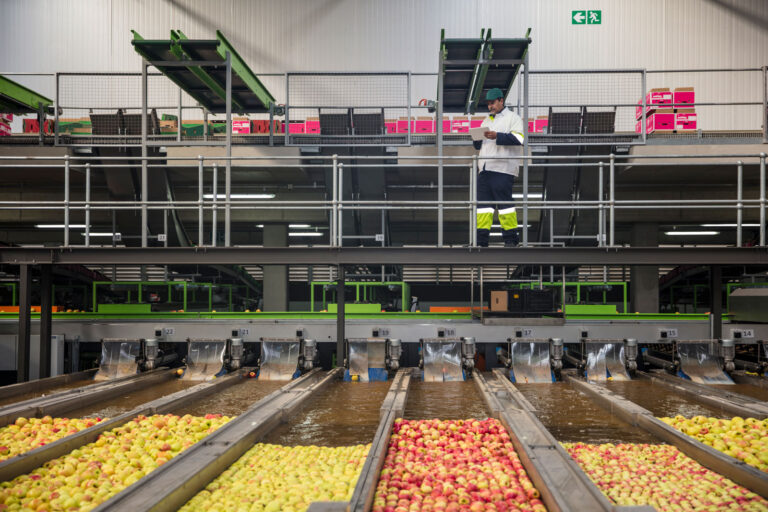 employee-monitoring-apple-sorting-process-at-food-2026-01-05-01-03-09-utc