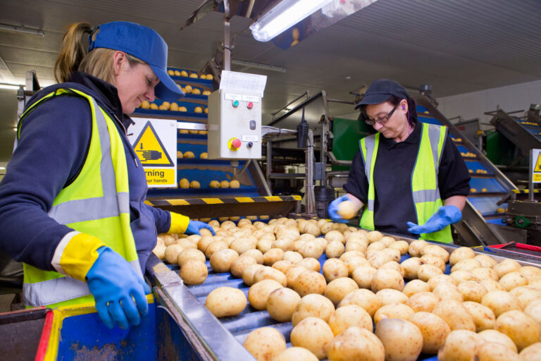 workers-inspect-potatoes-at-an-industrial-processi-2026-01-11-09-53-35-utc